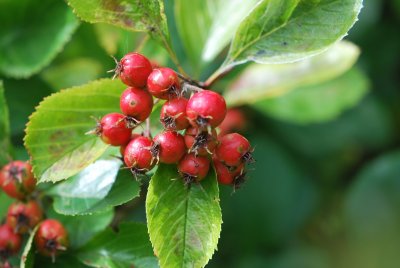 Crataegus crus-galli - hloh kuří noha - plody